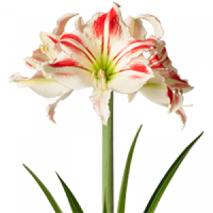 Bulbos de Amarílis disponíveis na Toca do Verde