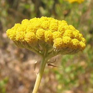 Agerato Amarelo - 1000 sementes (Ref 700)