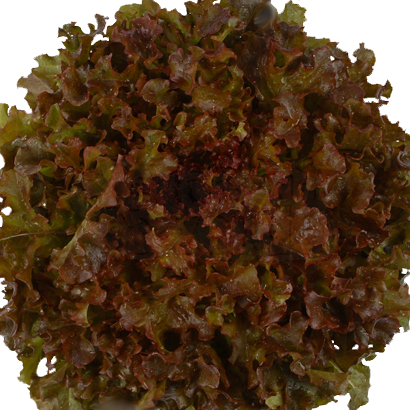 Alface Pipa Salad Bowl Roxa (Ref 921)