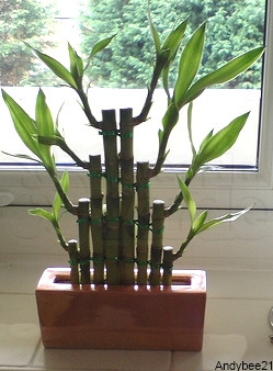 Lucky Bamboo - Reto-15cm (2 hastes)