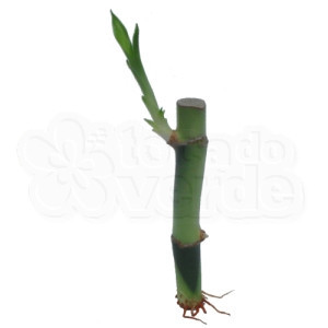 Lucky Bamboo - Reto-10cm (2 hastes)