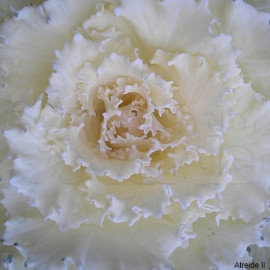 Repolho-ornamental Branco - Flowering Kale Nagoya White - 1000 sementes