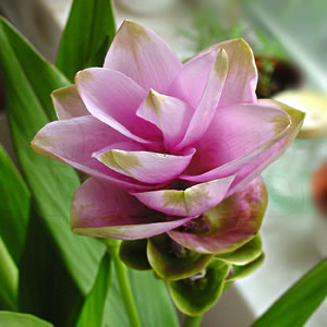 Tulipa-do-sião "Rosa"