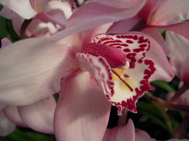 Orquídea - Cymbidium Rosa