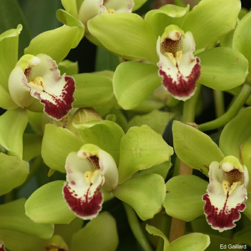 Orquídea - Cymbidium Verde