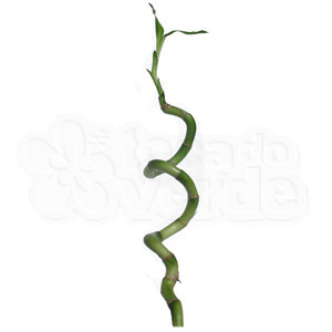 Lucky Bamboo - Espiral - 35cm