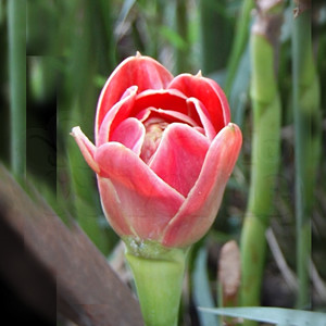 Bastão-do-imperador "Tulipa" - (1 Rizoma)