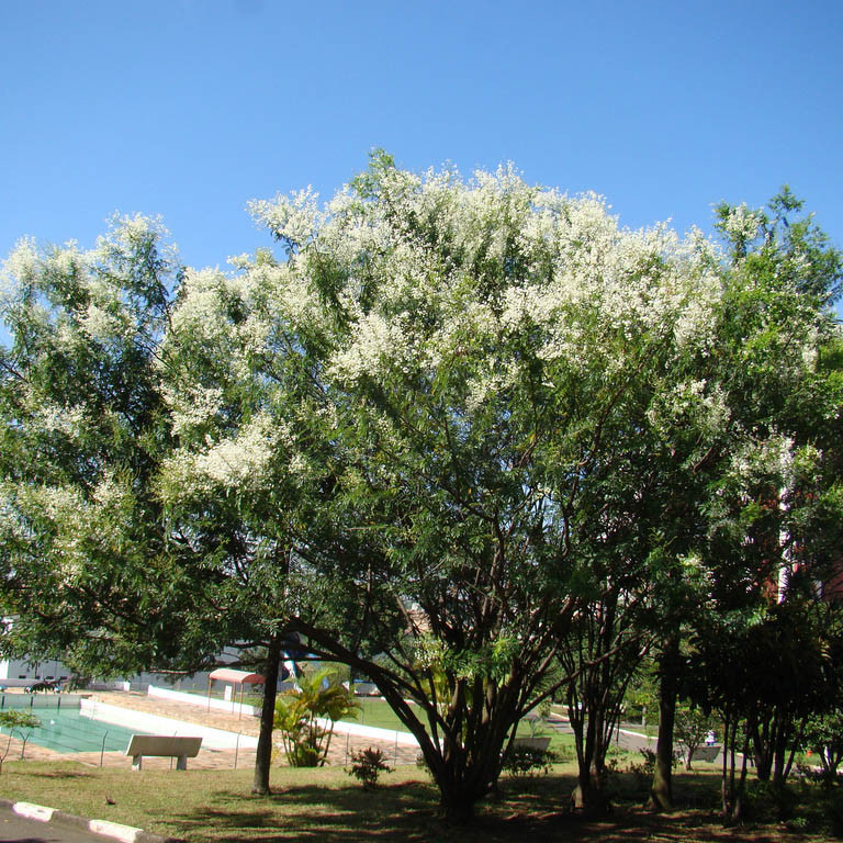 Maricá (Mimosa bimucronata)