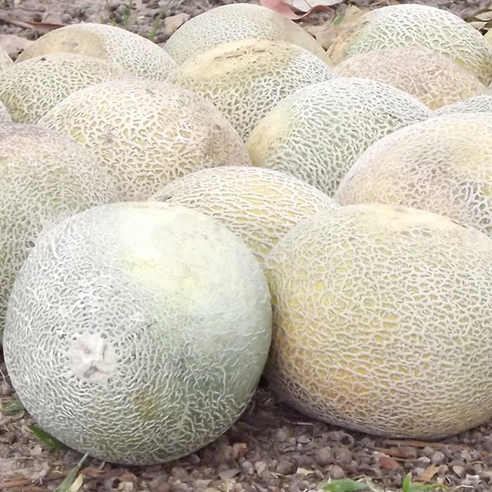Melão Híbrido Rock Cantaloupe - 50 sementes