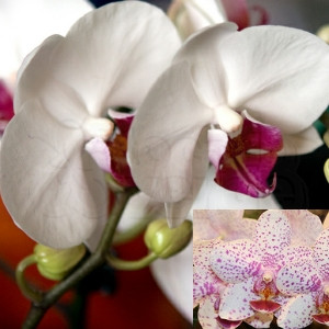 Orquídea - Phalaenopsis