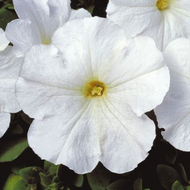 Petúnia F1 Multiflora Merlin - White - 1000 sementes