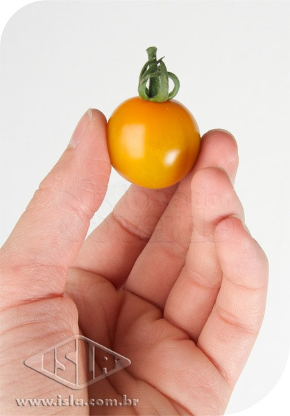 Tomate Catânia (Super Doce - Amarelo) (Ref 293) - 10 sementes