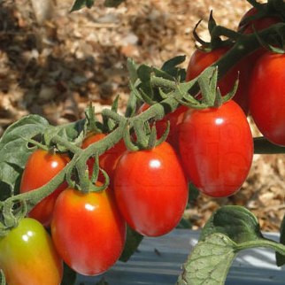 Tomate Dolcetto - Grape - 50 sementes