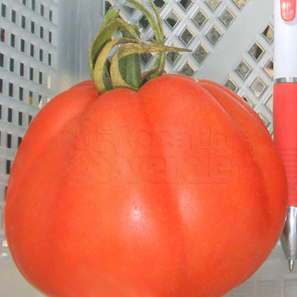 Tomate Híbrido Sêneca - 20 sementes