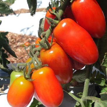 Tomate Sorbetto (Mini Marzano) - 50 sementes