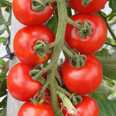 Tomate Híbrido Wanda Cerejinha - 20 sementes