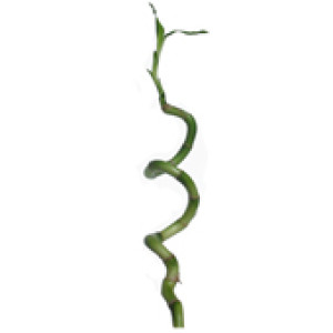 Lucky Bamboo - Espiral - 35cm