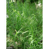 Estragão-russo, Erva-de-dragão Artemisia dracunculus