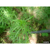 Estragão-russo, Erva-de-dragão Artemisia dracunculus