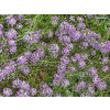 Flor-de-mel Violeta (Lobularia maritima)   CARPET VIOLET QUEEN