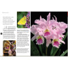 Coleção Rubi - Orquídeas da Natureza: Veja a coleção por dentro