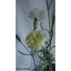 Cravo "Chabaud" Gigante Dobrada branco Dianthus caryophyllus