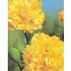 Cravo "Chabaud" Gigante Dobrado Amarelo Dianthus caryophyllus