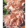 Cravo Rosa  "Chabaud" Gigante Dobrada Dianthus caryophyllus