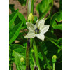 Pimenta de Cayenne (Capsicum frutescens) dedo de moça