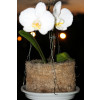 Vaso Xaxim Palmeira - ótimo para plantio de orquídea