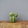 Mini Cactus Clustered