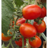 Tomate Dolcetto - Grape - tomatinho Super doce