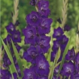 Gladíolos "Purple Flora" - (6 Bulbos)