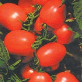 Tomate IPA 6 (Ref 260)