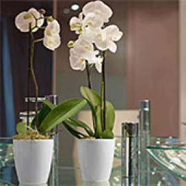 Vaso Orquídea 15x16cm - Branco - Vasart