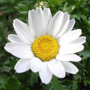 Margaridinha Branca - Chrysanthemum Paludosum Branco 0,2g - (Ref 735)