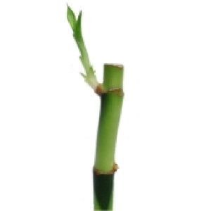 Lucky Bamboo - Reto- 20cm
