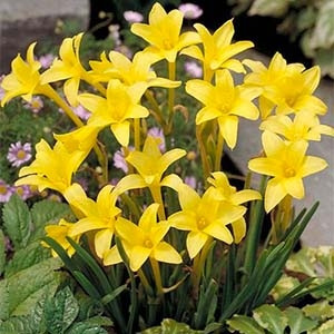 Chlidanthus Frangans - Flores perfumadas