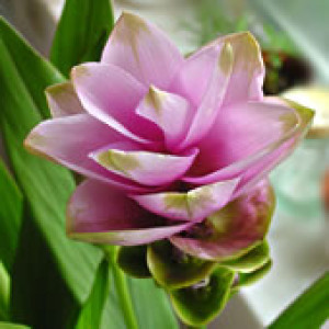 Tulipa-do-sião "Rosa"
