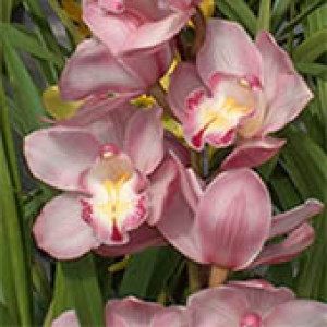 Orquídea - Cymbidium Rosa