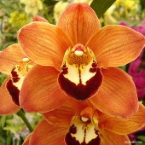 Orquídea - Cymbidium Salmão