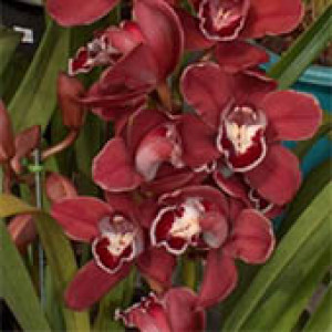 Orquídea - Cymbidium Vinho