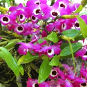 Orquídea Dendrobium Nobile Roxa