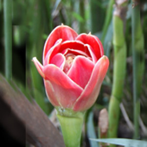 Bastão-do-imperador "Tulipa" - (1 Rizoma)
