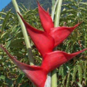 Helicônia Caribaea Vermelha