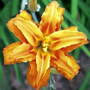 Hemerocallis - Flore Pleno