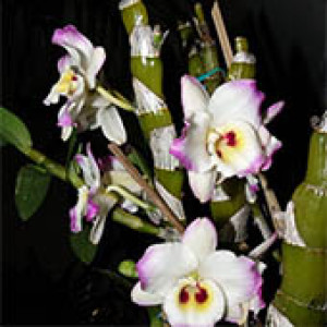 Orquídea Dendrobium Nobile Amarela