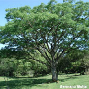 Orelha-de-macaco - Timbaúva - Timburi 2g (Ref 787)