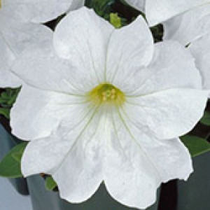 Petúnia F1 Grandiflora Eagle White - 1000 sementes