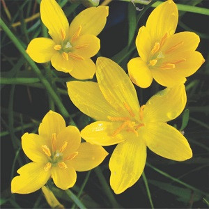 Zephyranthus Robustus (8 bulbos) - Amarelo